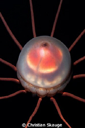 Close-up of the Alien of the Deep, the crown jelly Periph... by Christian Skauge 